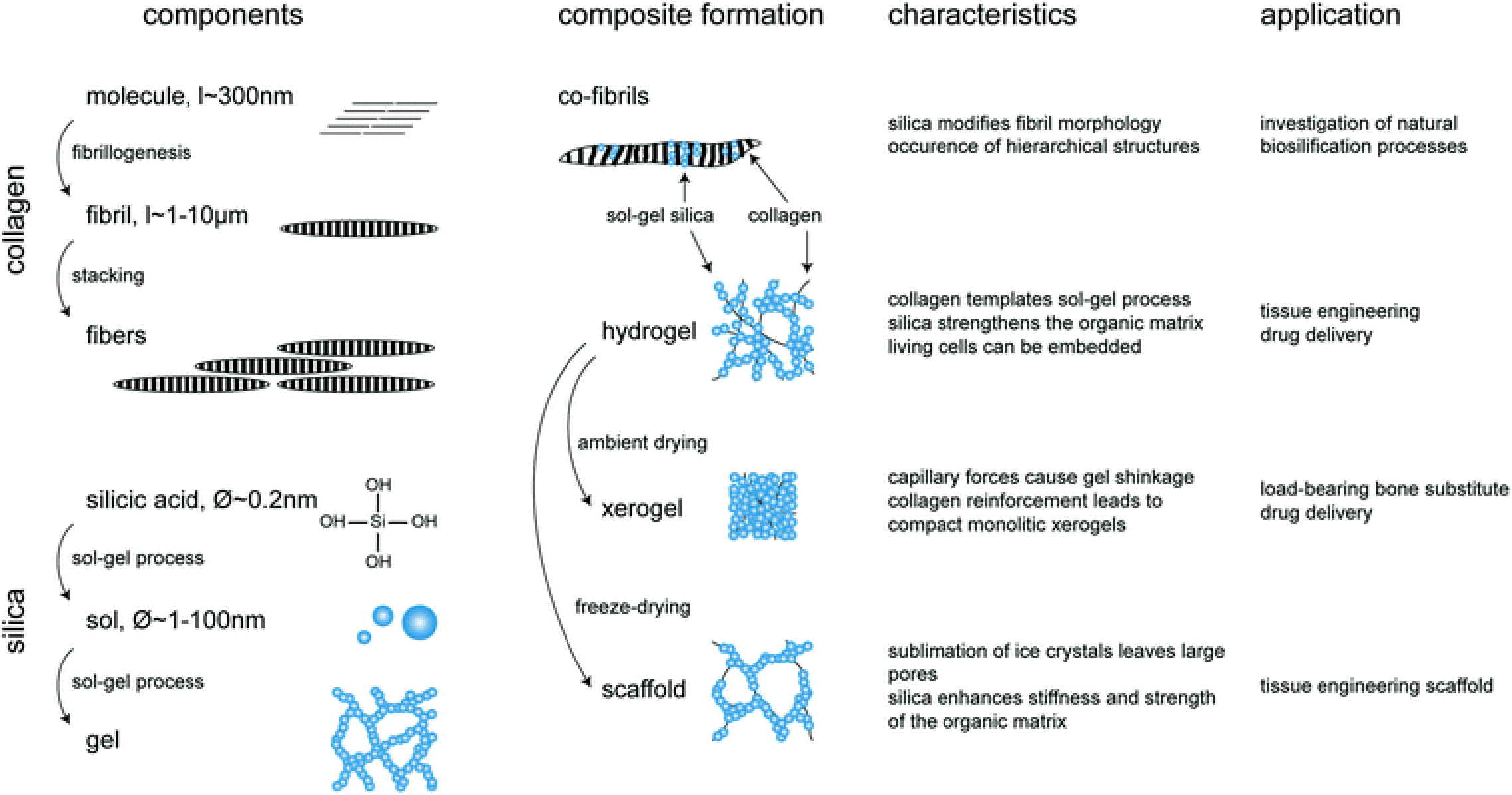 Formation of Collagen with Silica