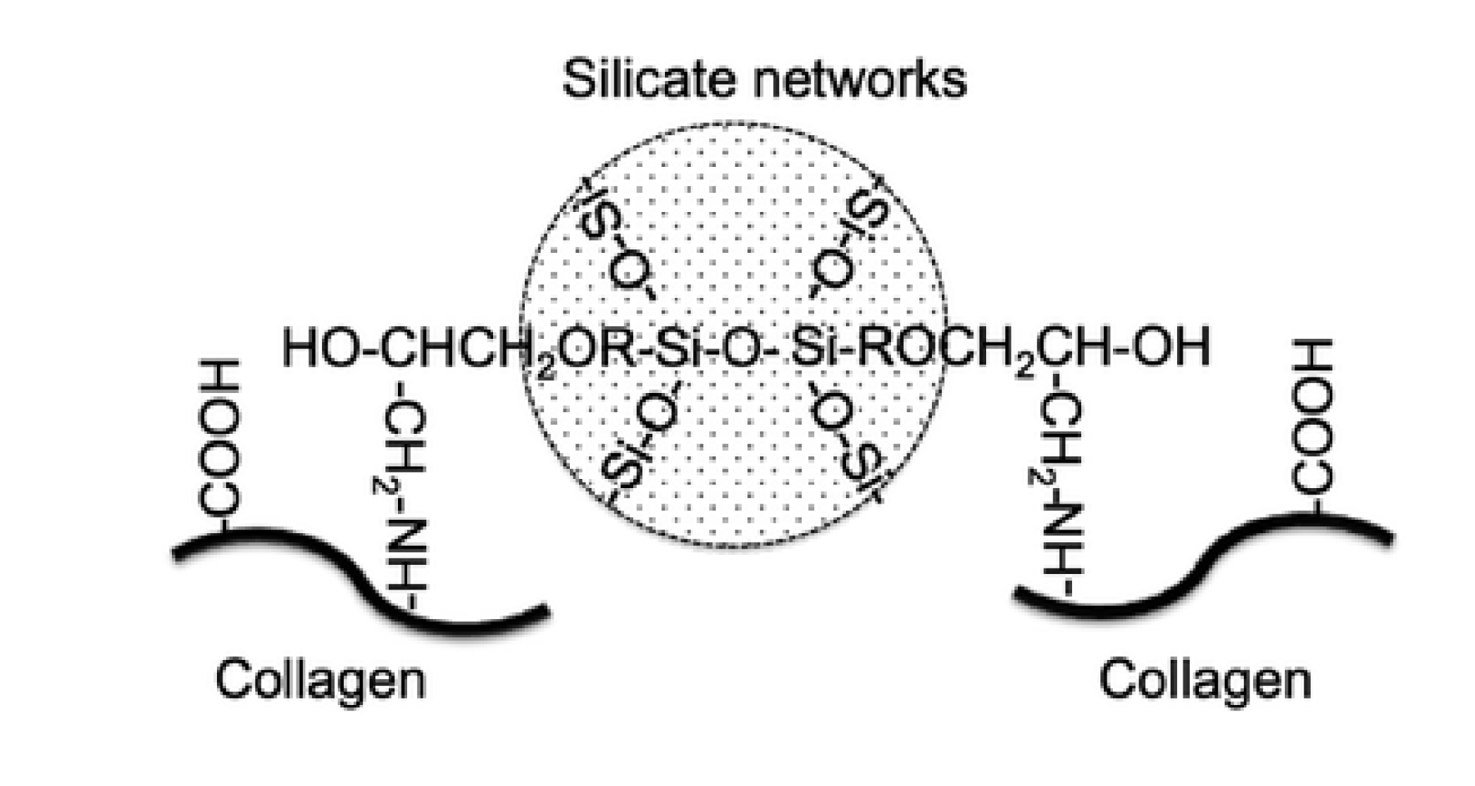 Formation of Collagen with Silica