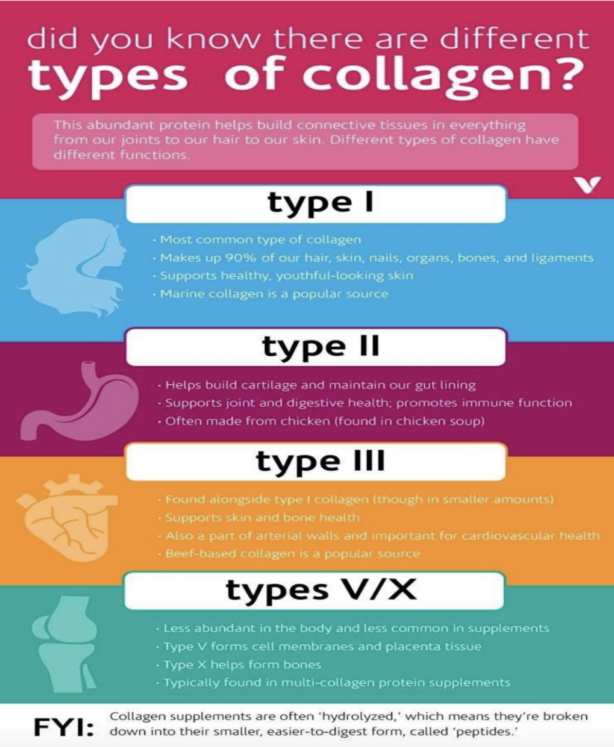 TYPES OF COLLAGENS